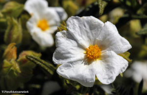 Cistus Monspeliensis fiore bianco macrofotografia