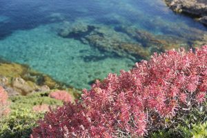Euforbia dendroides Rossa si affaccia sul mare cristallino di Punta Sabina