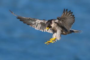 Falco Pellegrino in fase di atterraggio con ali spiegate