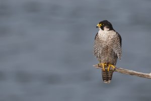 Falco pellegrino su ramo posatoio sguardo attento a sinistra