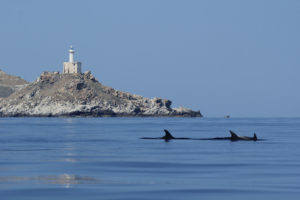 Delfini tursiopi con sfondo del Faro di Punta Scorno e mare piatto