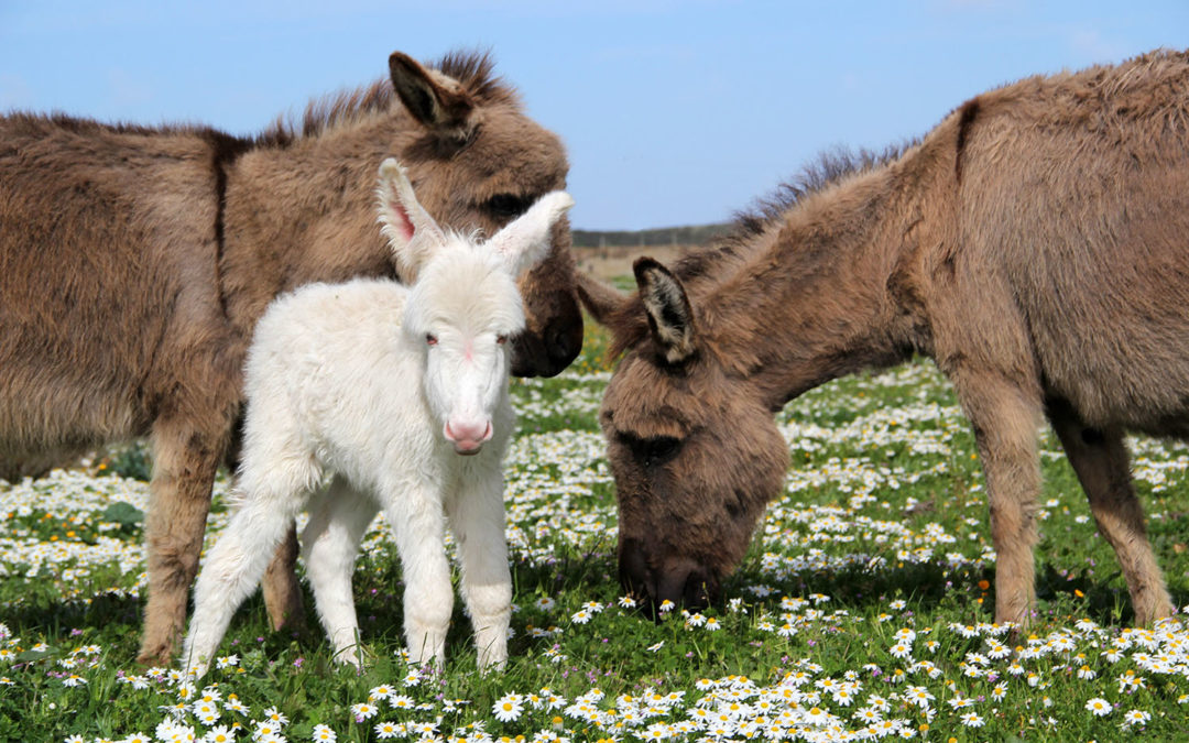 Le 7 cose da fare all’Asinara in primavera