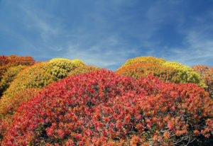 Euphorbia dendroides colori Asinara primavera