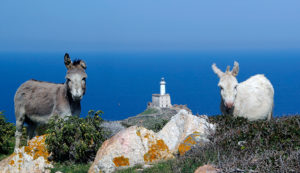 Asino bianco e asino grigio a Punta Scorno all'Asinara