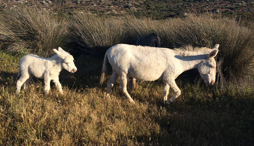 Puledrino asinello bianco all'Asinara