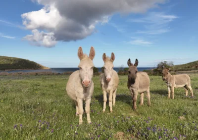 Asini all'Asinara